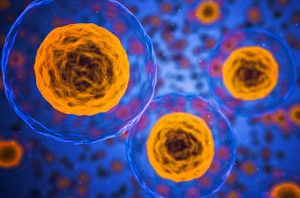 BIO 240 – Function and Development of Organisms
